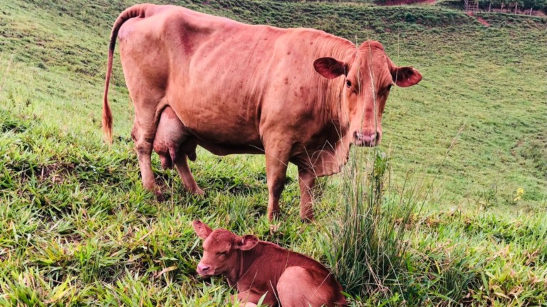 Caracu: a genética taurina que se adaptou ao calor do Brasil. entenda