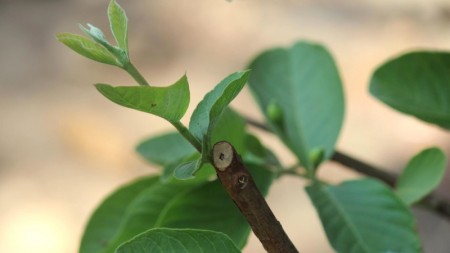 Composto extraído de folha de goiabeira auxilia no tratamento de doenças bucais