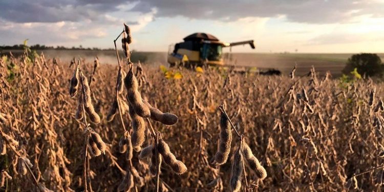 China troca soja dos EUA pela brasileira e pressiona agricultores americanos