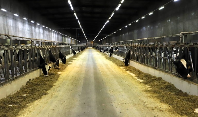 Fazenda Colorado - produção de leite