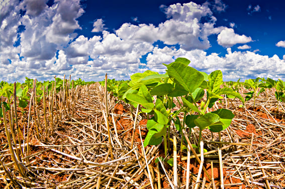 Divulgação Embrapa Soja