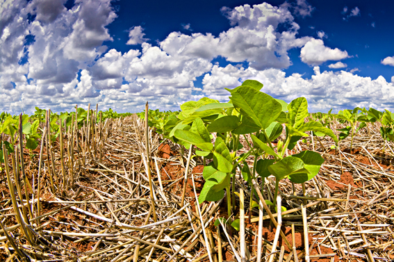 Congresso na Embrapa Soja debaterá agricultura de baixa emissão de carbono