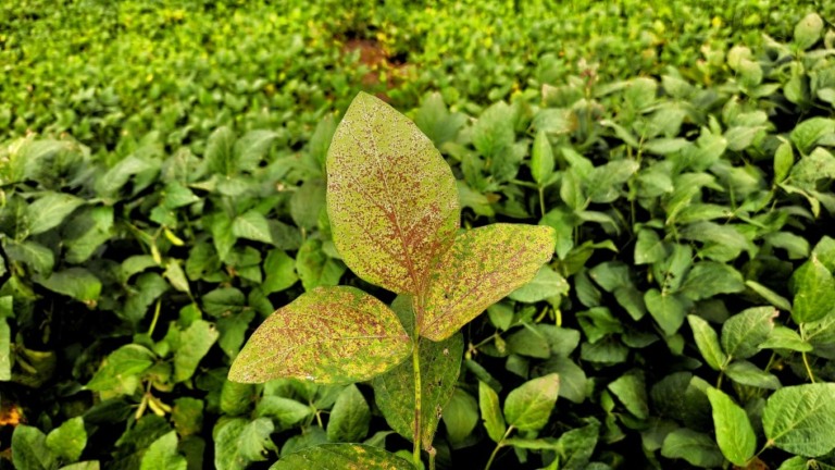  Foto: Fernando Dias/Ascom Seapi
