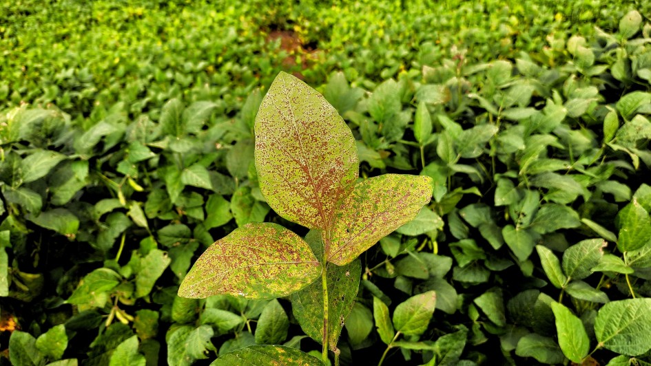 Foto: Fernando Dias/Ascom Seapi
Foto: Fernando Dias/Ascom Seapi