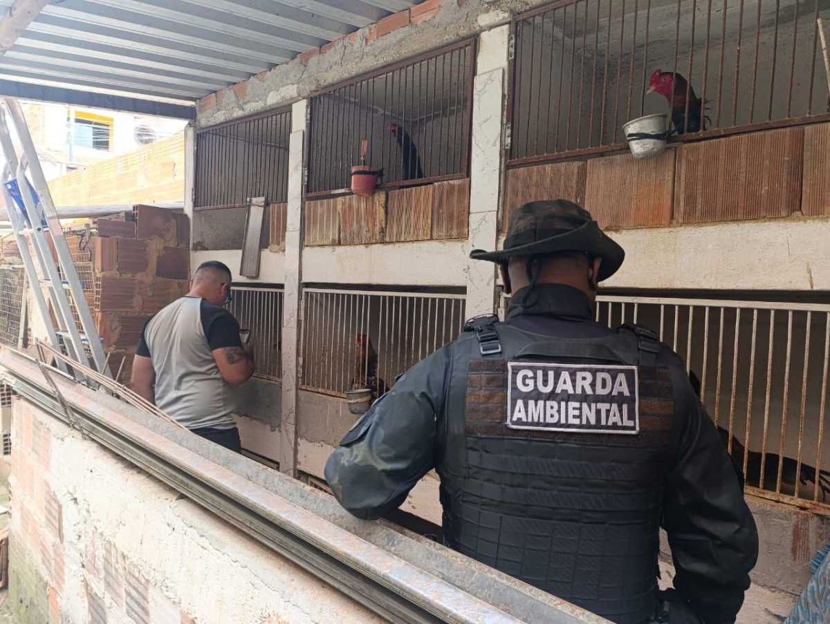 Guarda Ambiental resgata 60 galos vítimas de maus-tratos em rinha fluminense