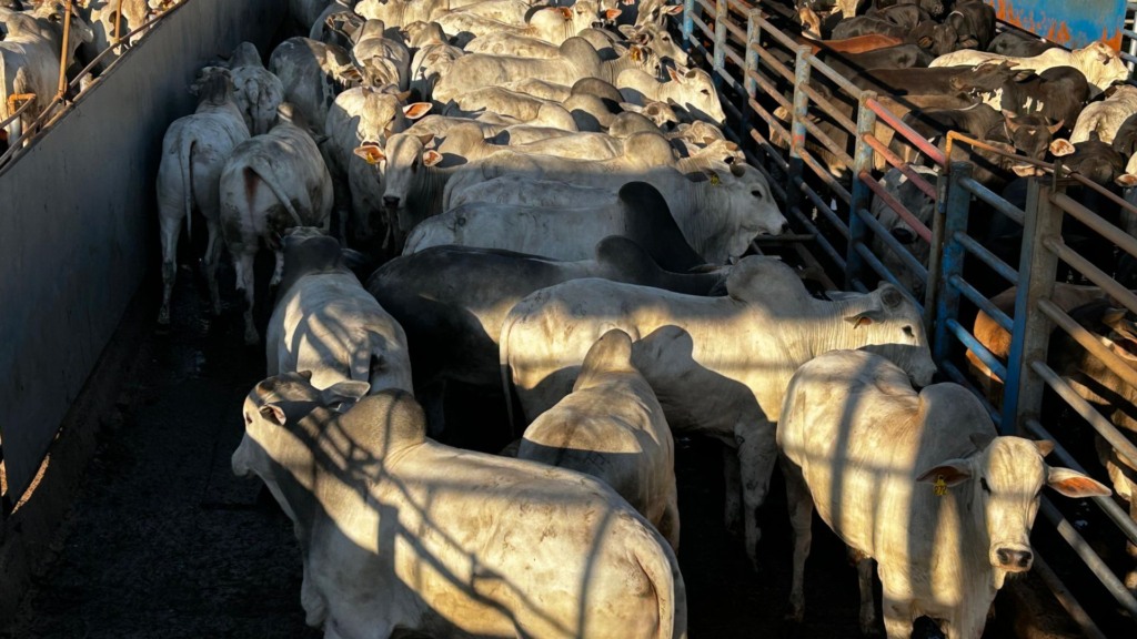 Pecuária em MG: confinamento de ponta gera boiada de 22 arrobas