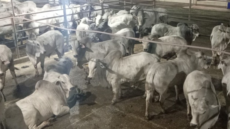 Pecuária em MS: os campeões do Circuito Nelore em Nova Andradina