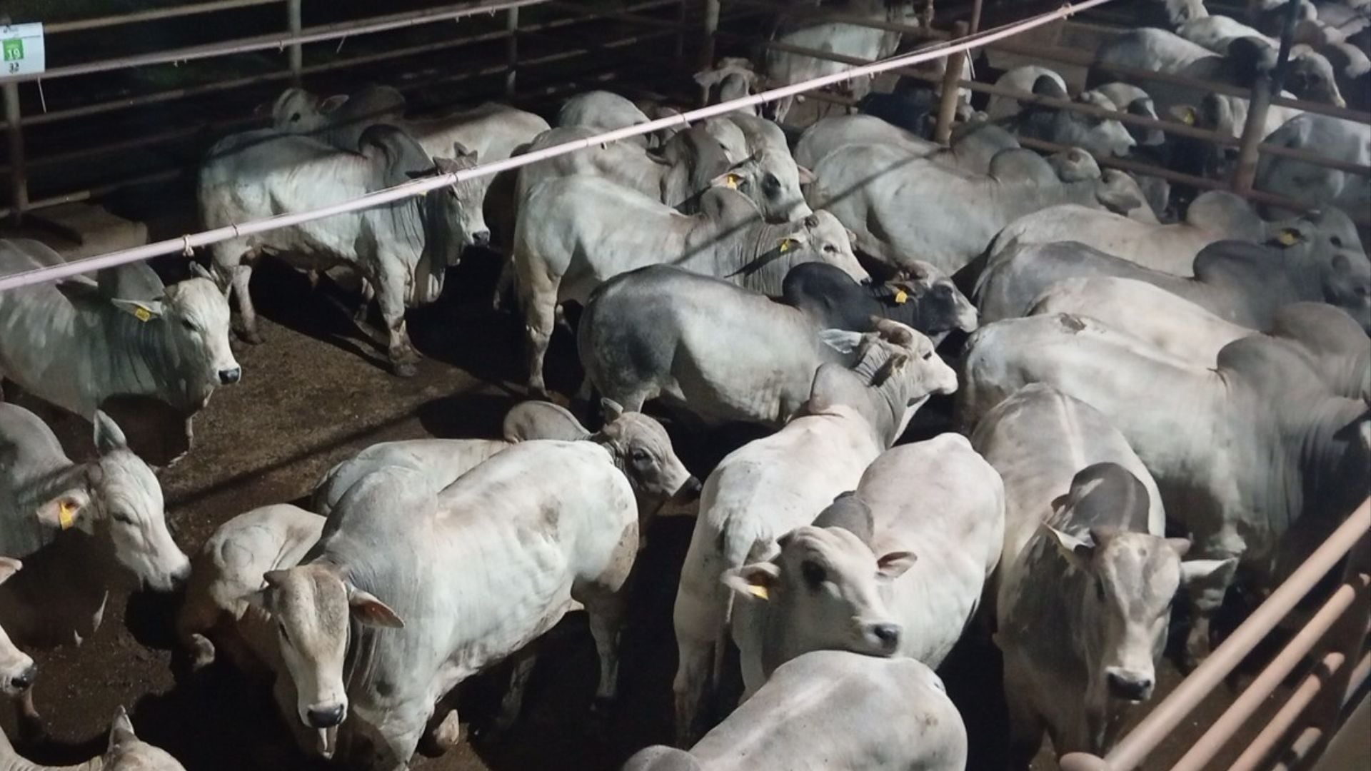 Friboi vê Brasil pronto para abastecer demanda global por carne bovina