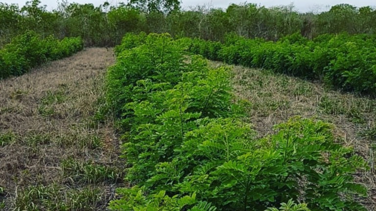 Gliricídia: a leguminosa que se tornou a salvação do gado na seca do semiárido