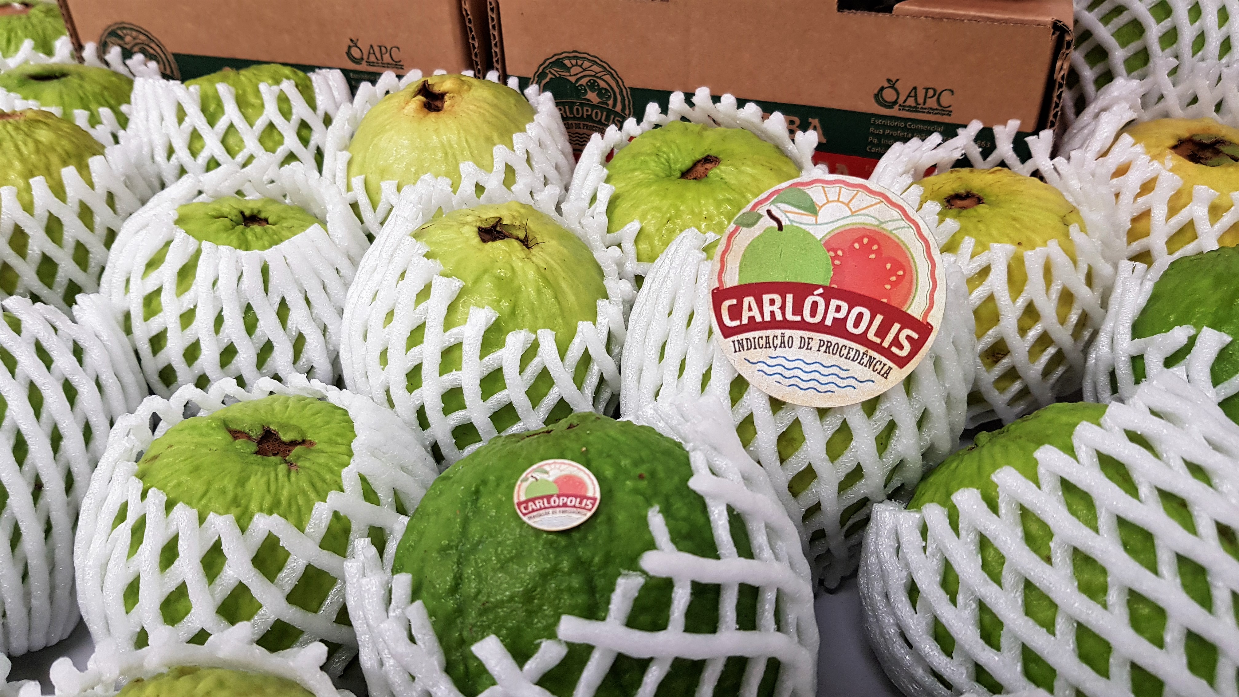 Goiaba de Carlópolis busca espaço no mercado europeu em Madrid