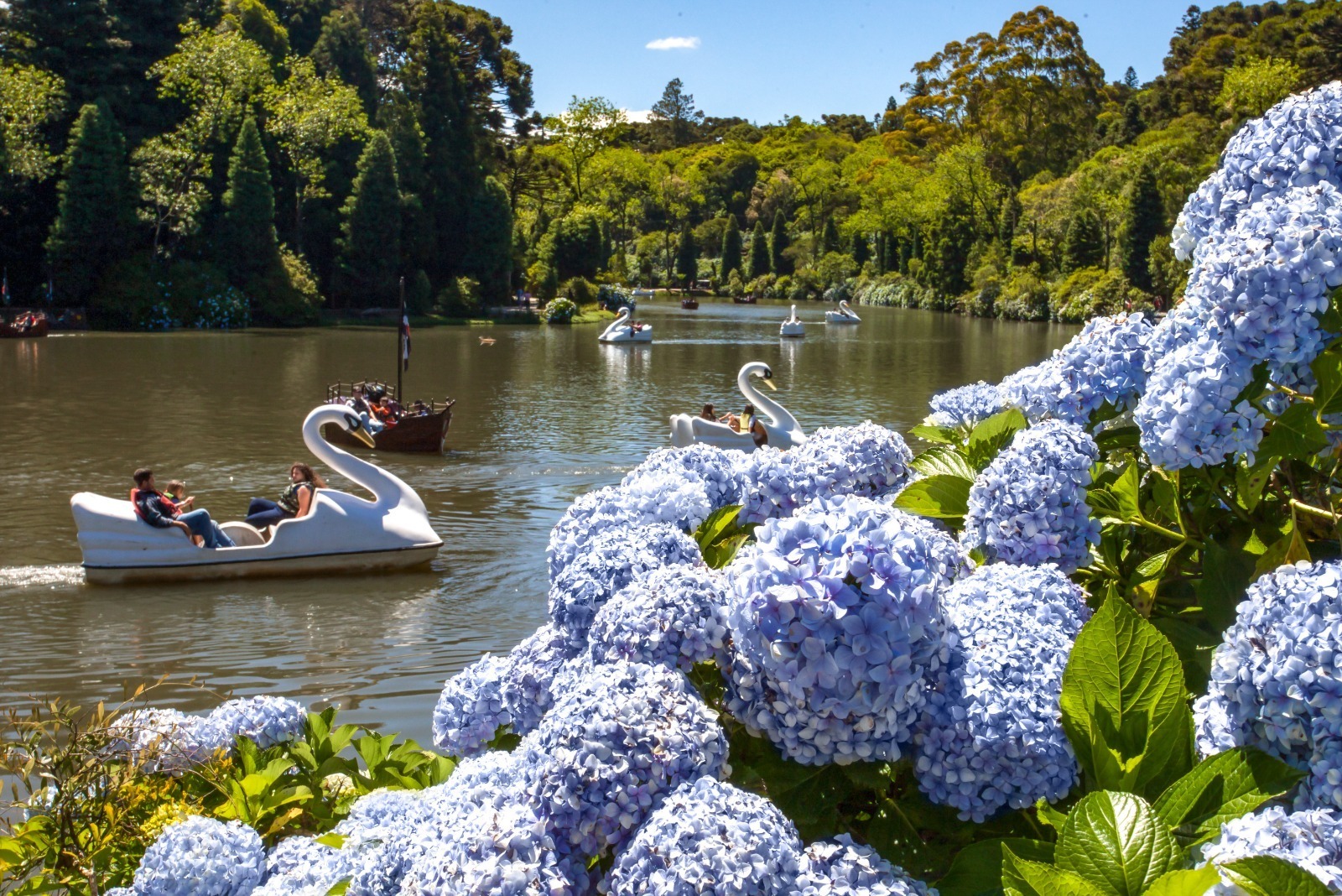 Hortênsias
