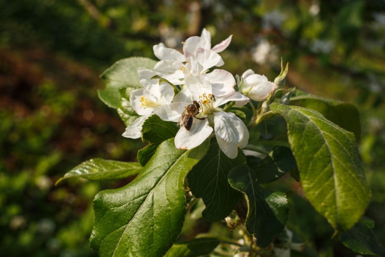 Rasip Agro abelhas e maçã