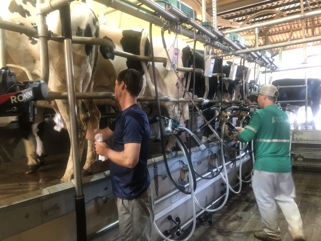 Dois homens fazendo a ordenha mecânica