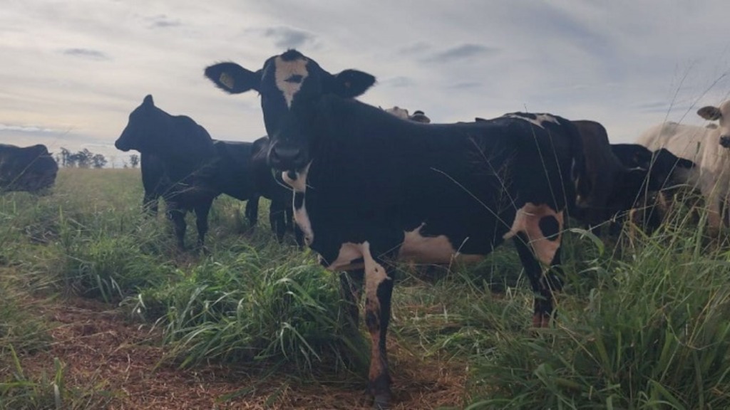 Pecuária e agricultura: como a tecnologia do Antecipasto otimiza a produção o ano todo