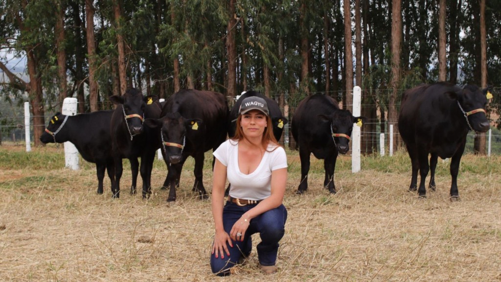 Wagyu: estudo inédito comprova alta qualidade de carne com abate reduzido. Veja