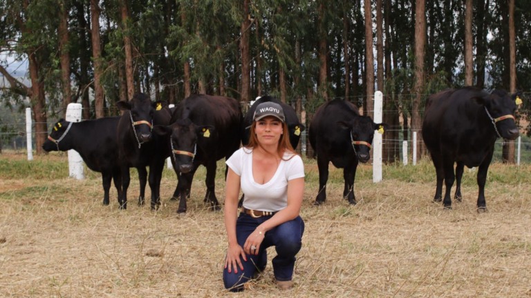 Wagyu: estudo inédito comprova alta qualidade de carne com abate reduzido. Veja