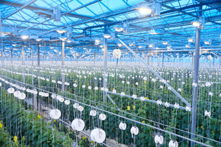 estufa serve como modelo para agricultura espacial