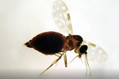 Ibama e hidrelétrica são condenados por infestação de mosquitos em assentamentos
