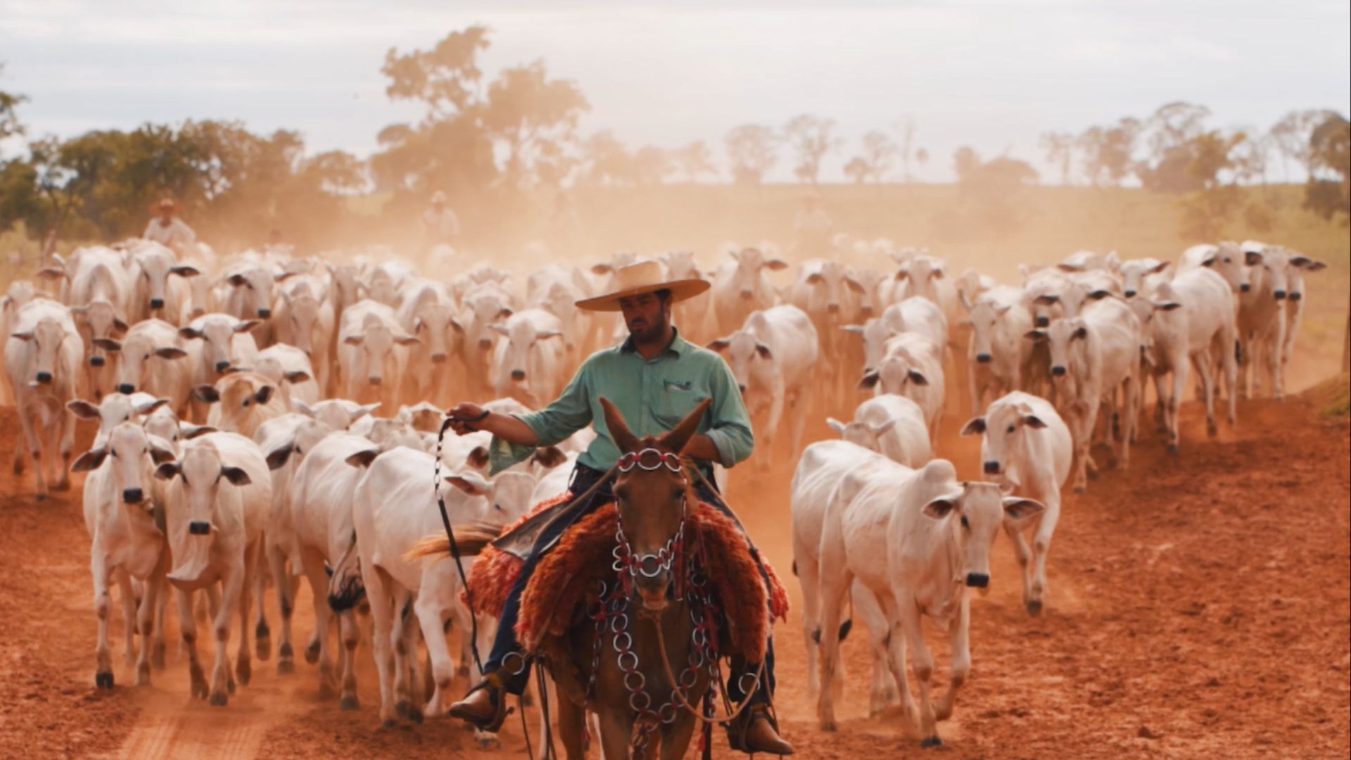 Brasil no topo: a ASBIA e a genética que nos fará o maior produtor de carne