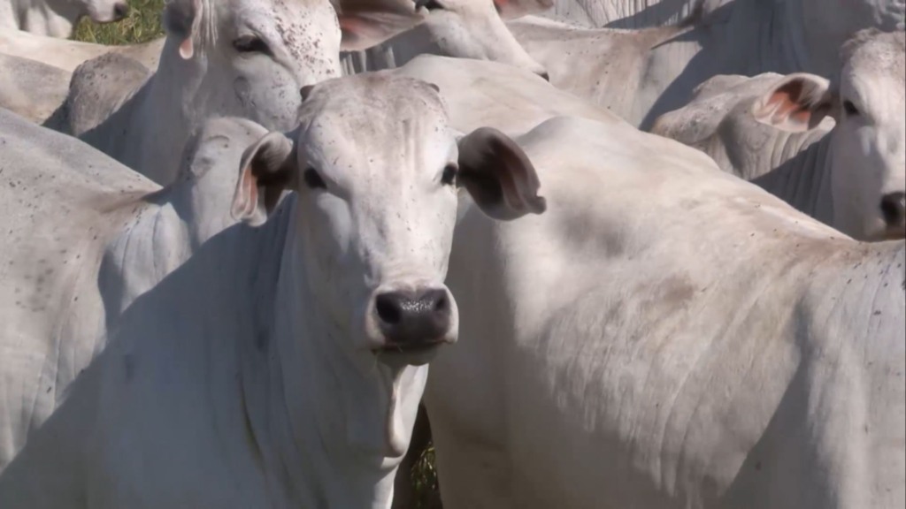 Descartar novilhas imaturas na 1ª cria é a melhor opção? Veja a opinião de especialista Descartar novilhas imaturas na 1ª cria é a melhor opção? Veja a opinião de especialista