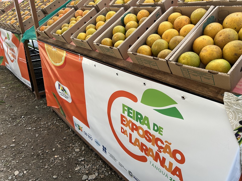 Bancada da feira com laranjas expostas