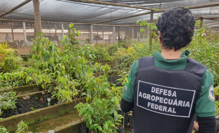 Operação identifica plantas raras e produção irregular de cultivares protegidas