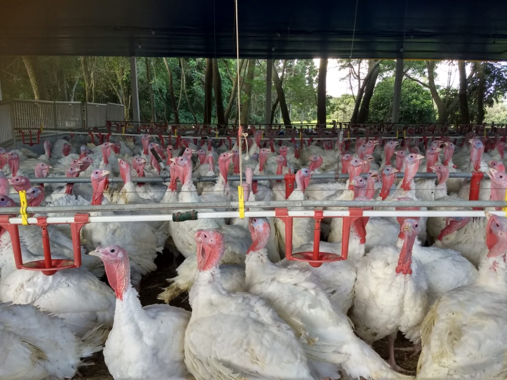Carne de Peru; Paraná