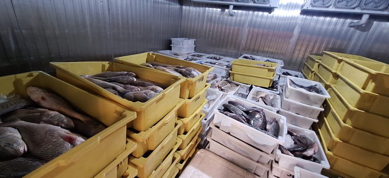 Pescado; apreensão Pescado; apreensão