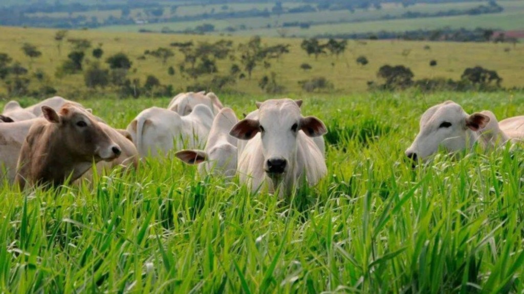 Primavera traz risco de parasitas; prevenção é essencial para rebanho. Foto: Divulgação. Primavera traz risco de parasitas; prevenção é essencial para rebanho. Foto: Divulgação.