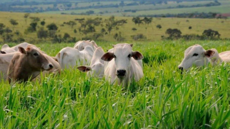 Primavera traz risco de parasitas; prevenção é essencial para rebanho. Foto: Divulgação.