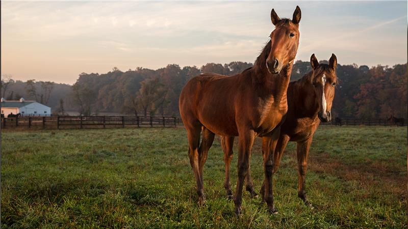 cavalos campo Farmácia da Pecuária