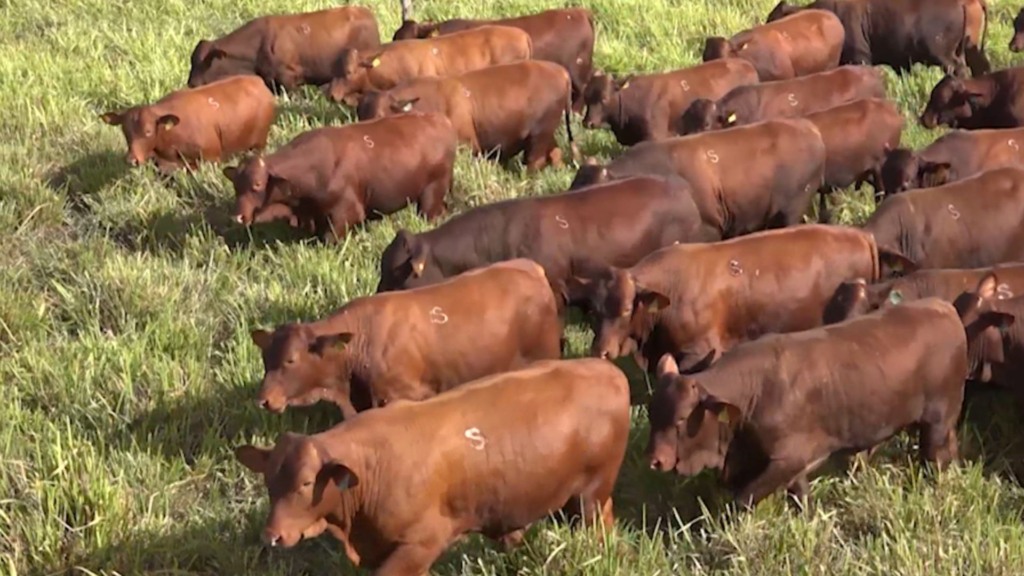 Santa Gertrudis garante lucro e desempenho a pasto. Foto: Reprodução.