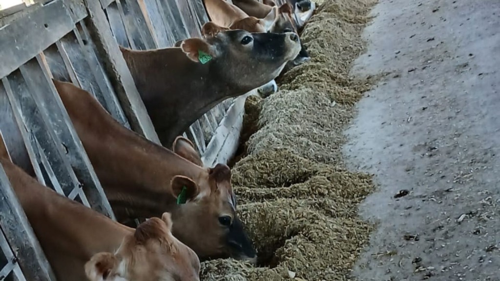 Da silagem ao lucro: o guia de manejo que otimiza a produção e a rentabilidade da fazenda