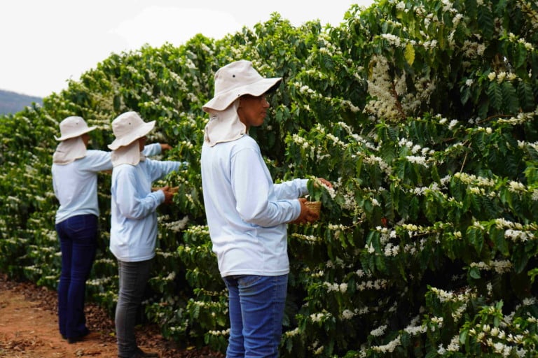 Trabalhadores colhendo flores de café