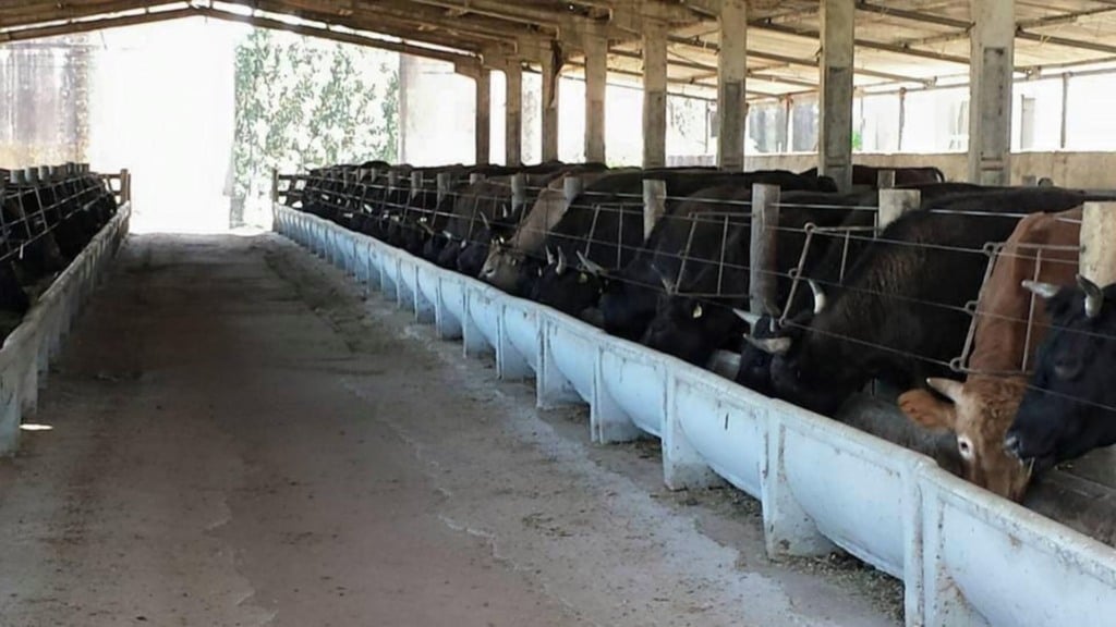 Bovinos da raça Wagyu. Foto: Divulgação