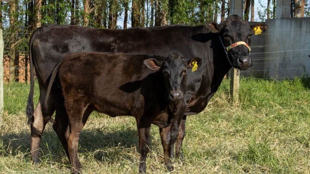 Bovinos da raça Wagyu. Foto: Divulgação