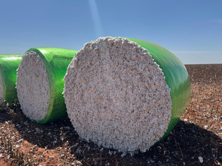 Atraso na colheita do algodão, adab, vazio sanitário