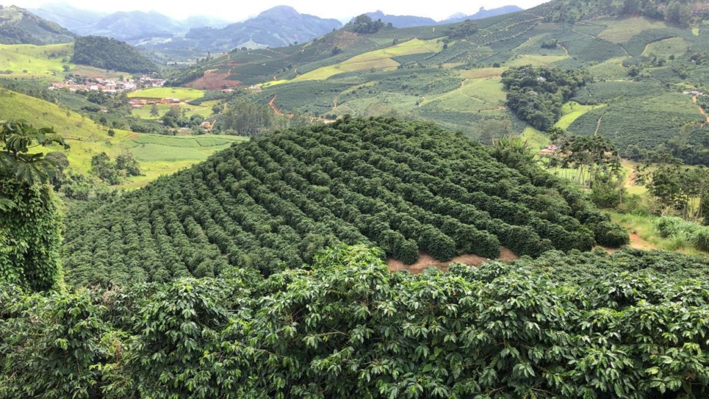 Produção de café em Matas de Minas | Foto: arquivo pessoal Produção de café em Matas de Minas | Foto: arquivo pessoal