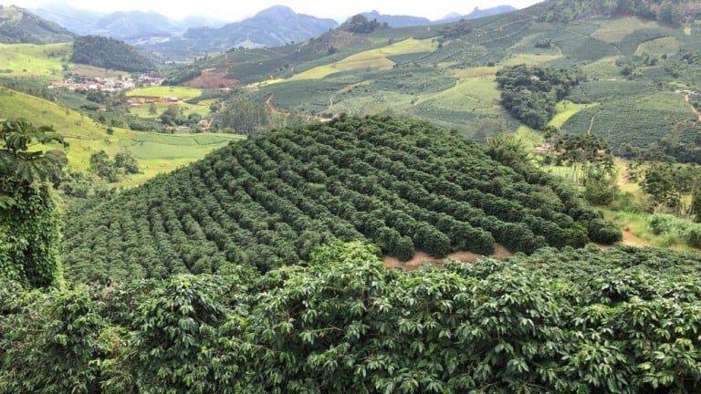 Produção de café em Matas de Minas | Foto: arquivo pessoal 