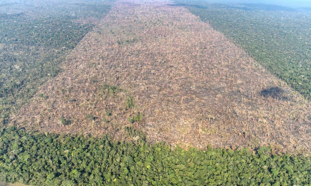 Sistema para monitoramento diário de toda a Amazônia é lançado