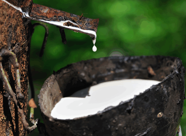 Alíquota de importação da borracha natural até 2027