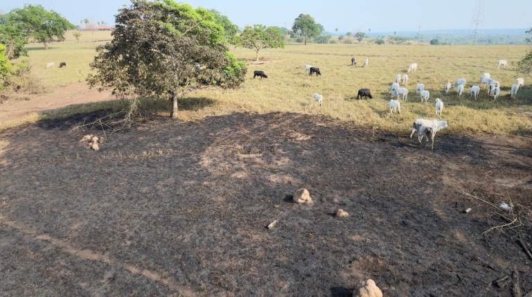 Queimadas no Cerrado ameaçam produção agropecuária, fogo, incêndios florestais