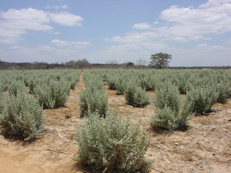 Agricultura biossalina