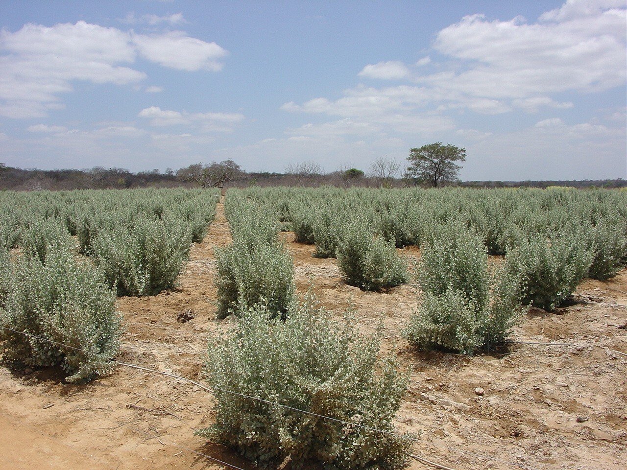 Agricultura biossalina auxilia no combate à escassez hídrica no Semiárido