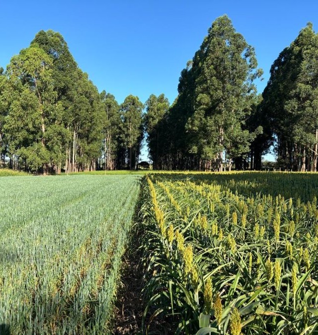 Dia da Árvore, Embrapa, ILP