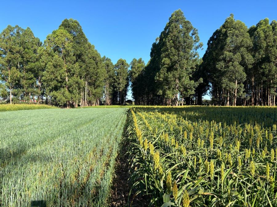 Dia da Árvore, Embrapa, ILP