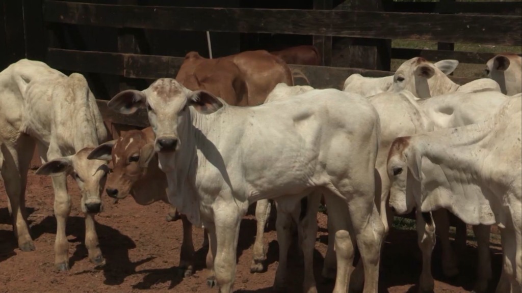 Da sanidade ao lucro: o guia de cuidados para garantir o bezerro do cedo e mais lucro Da sanidade ao lucro: o guia de cuidados para garantir o bezerro do cedo e mais lucro