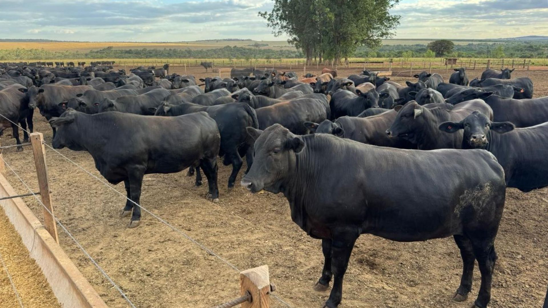 Tuberculose bovina: a doença sem cura que desabilita a exportação do gado! Veja
