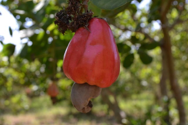 Cajueiro-anão resiste à seca e garante mais de 1.000 kg de castanha por hectare no semiárido