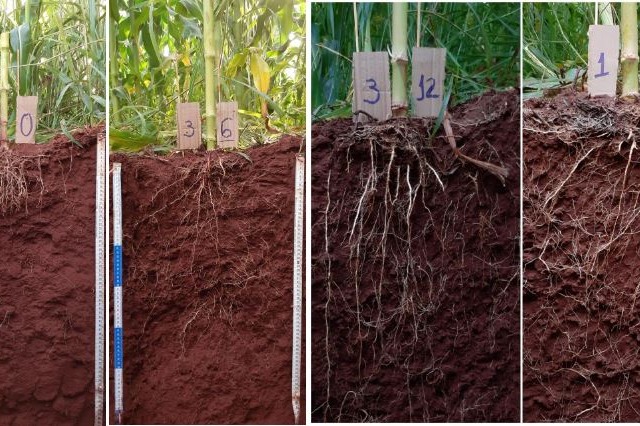 calagem produtividade
